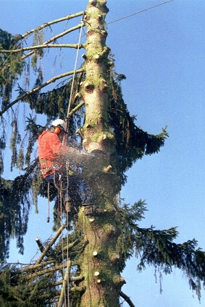 baum stücken 1